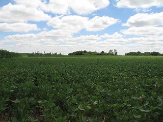Property photo 13 - 180+/- Acres offered in 2 Tracts Land Auction, Highly Productive Tillable Cropland